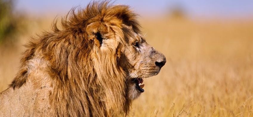 lions in masai mara